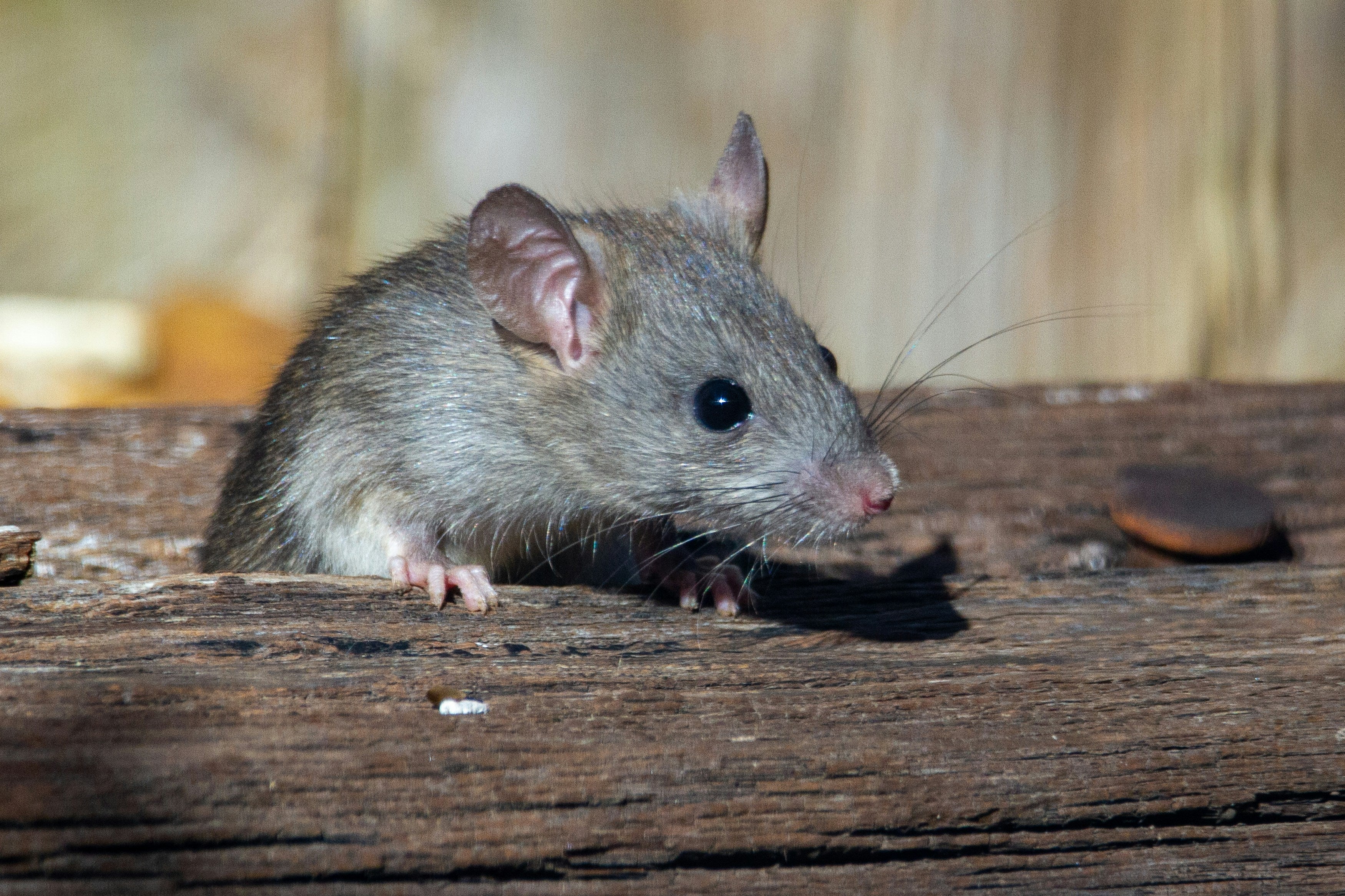 Why does my travel trailer squeak?